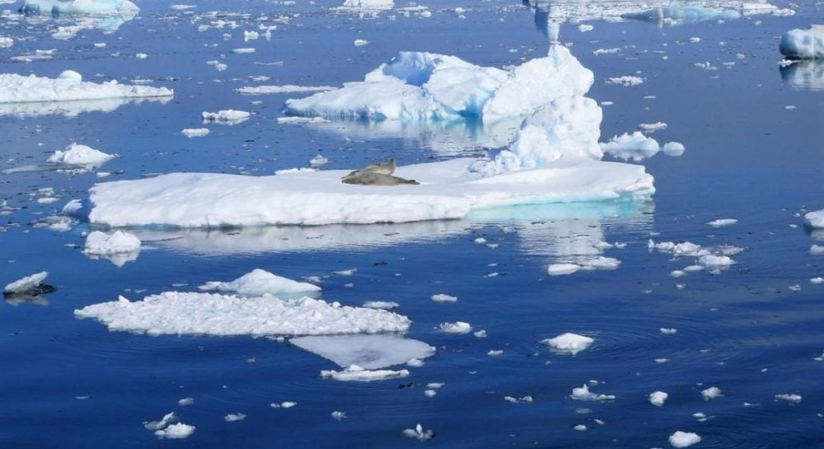 Descubren patrones geométricos en "nidos" de peces en la Antártida tras retroceso de un iceberg