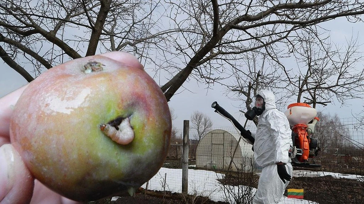 Trata tus árboles frutales con este secreto primaveral y olvídate de los gusanos