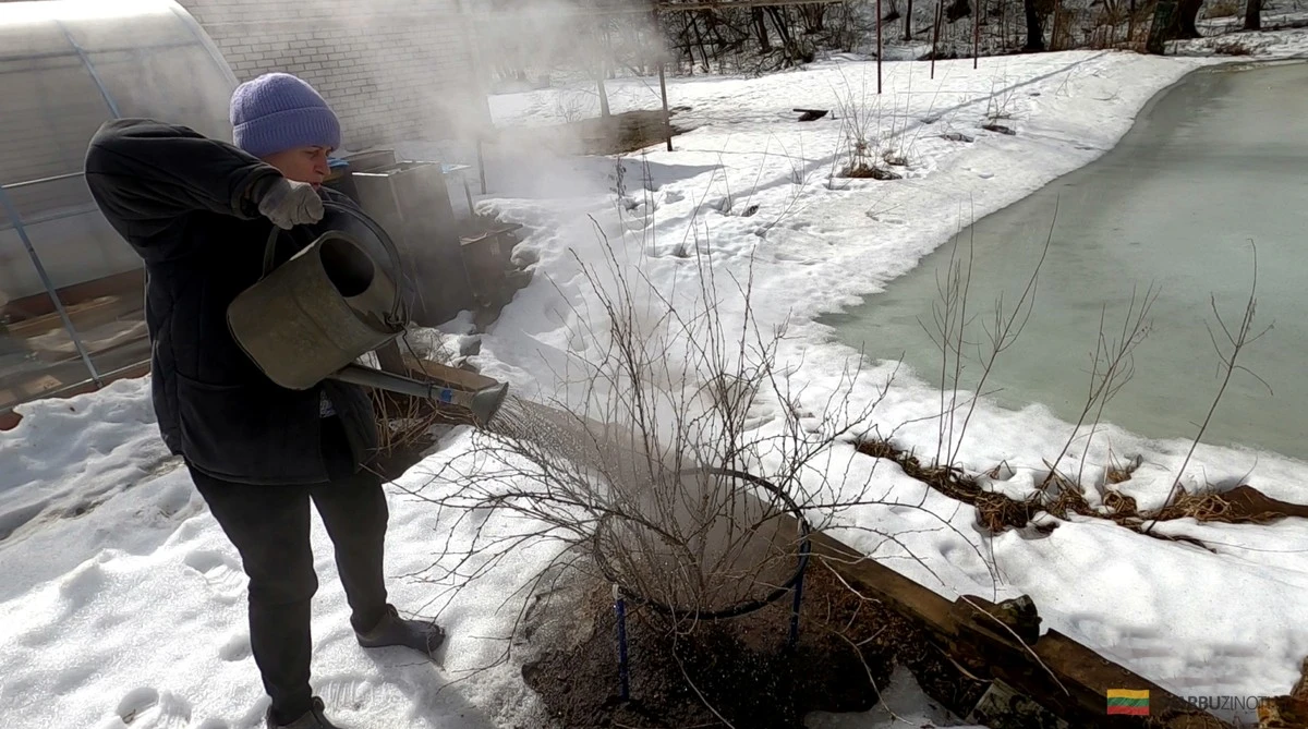 Qué hacer en el jardín en diciembre: tres tareas imprescindibles para jardineros avanzados