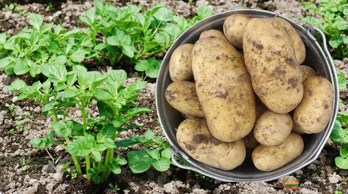 El secreto para patatas gigantes y deliciosas: La fertilización que los expertos no quieren que sepas