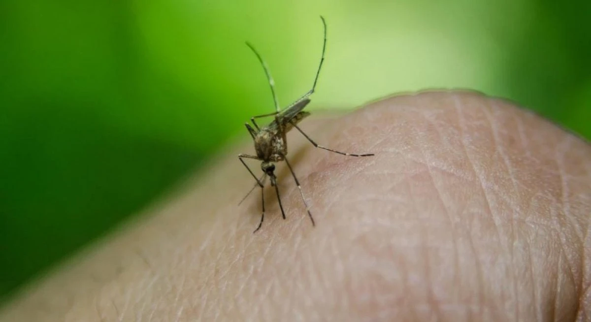 Científicos usan mosquitos para vacunar murciélagos y detener pandemias antes de empezar