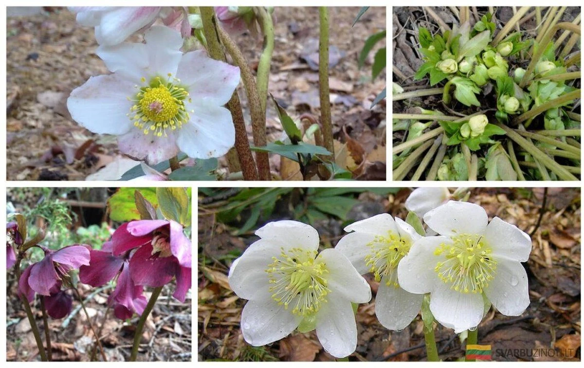 Este Adorable Arbusto Florece en Febrero, Sorprendiendo a los Vecinos con su Belleza Invernal
