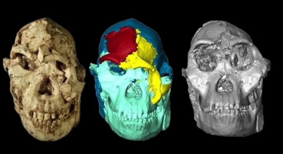 La cara de Little Foot: así era hace 3,67 millones de años con ayuda de la tecnología 3D