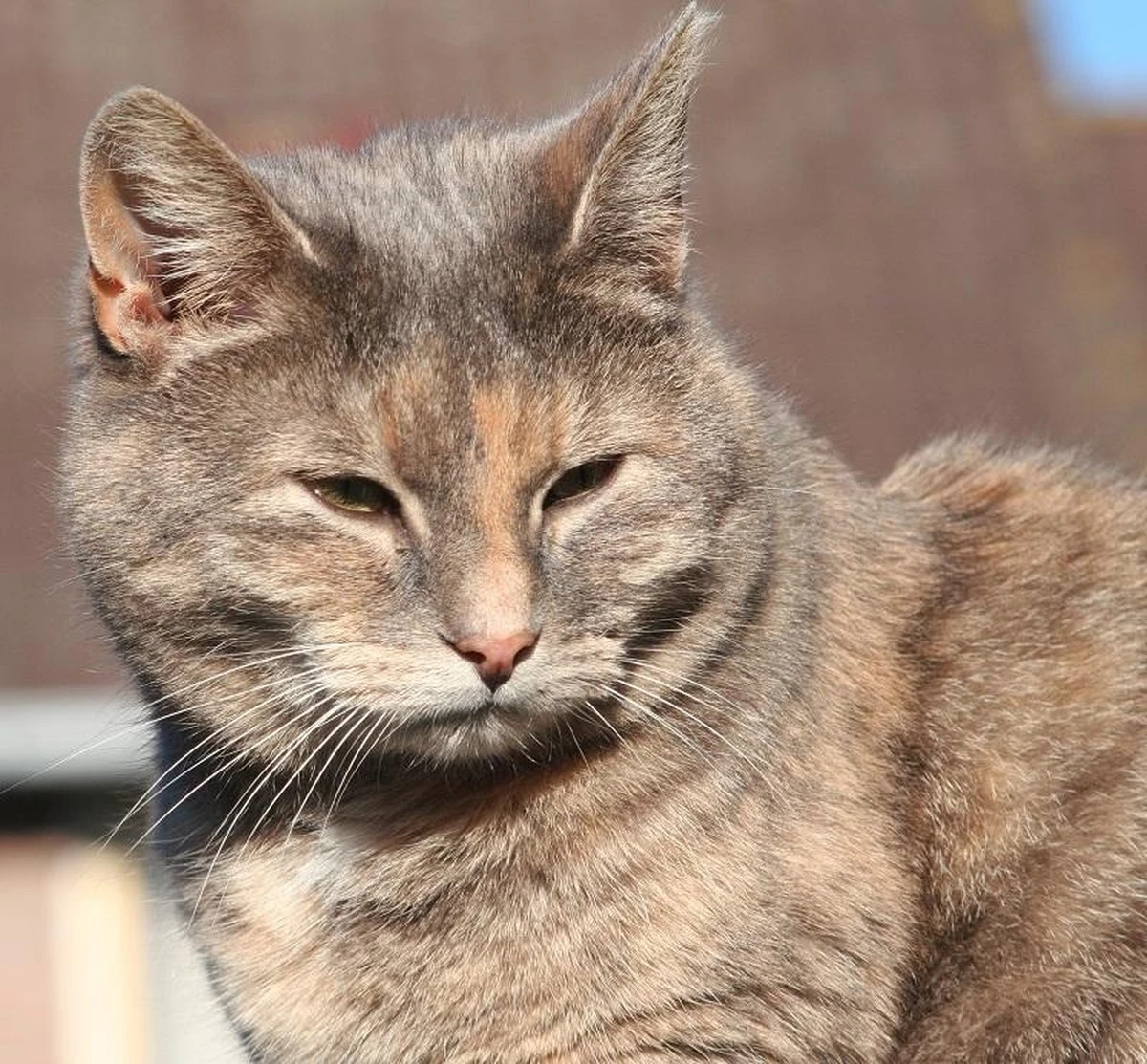 cuantosanostien-extra-1.webp ¿Cuántos años tiene mi gato? Descubre su edad real con esta tabla comparativa - image 1