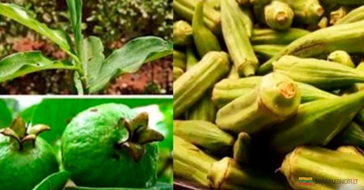 Guayaba, mora y okra: así derroté la diabetes y rejuvenecí 23 años