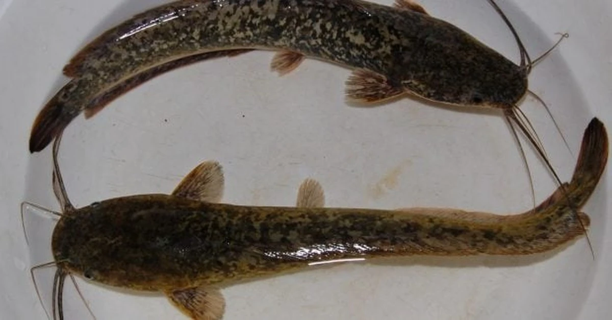 Pez que camina por tierra: imágenes nocturnas de bagres saliendo del agua