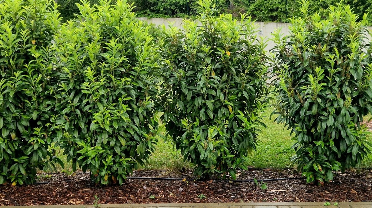 3 plantas de crecimiento rápido para tu jardín: ¡Privacidad en tiempo récord!