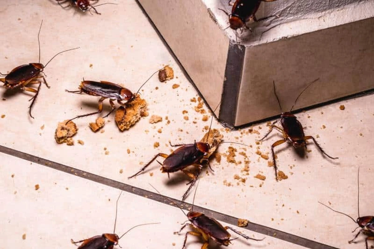 El apartamento en Kaunas que te hará querer vomitar: la pesadilla de los insectos en tu edificio - image 1