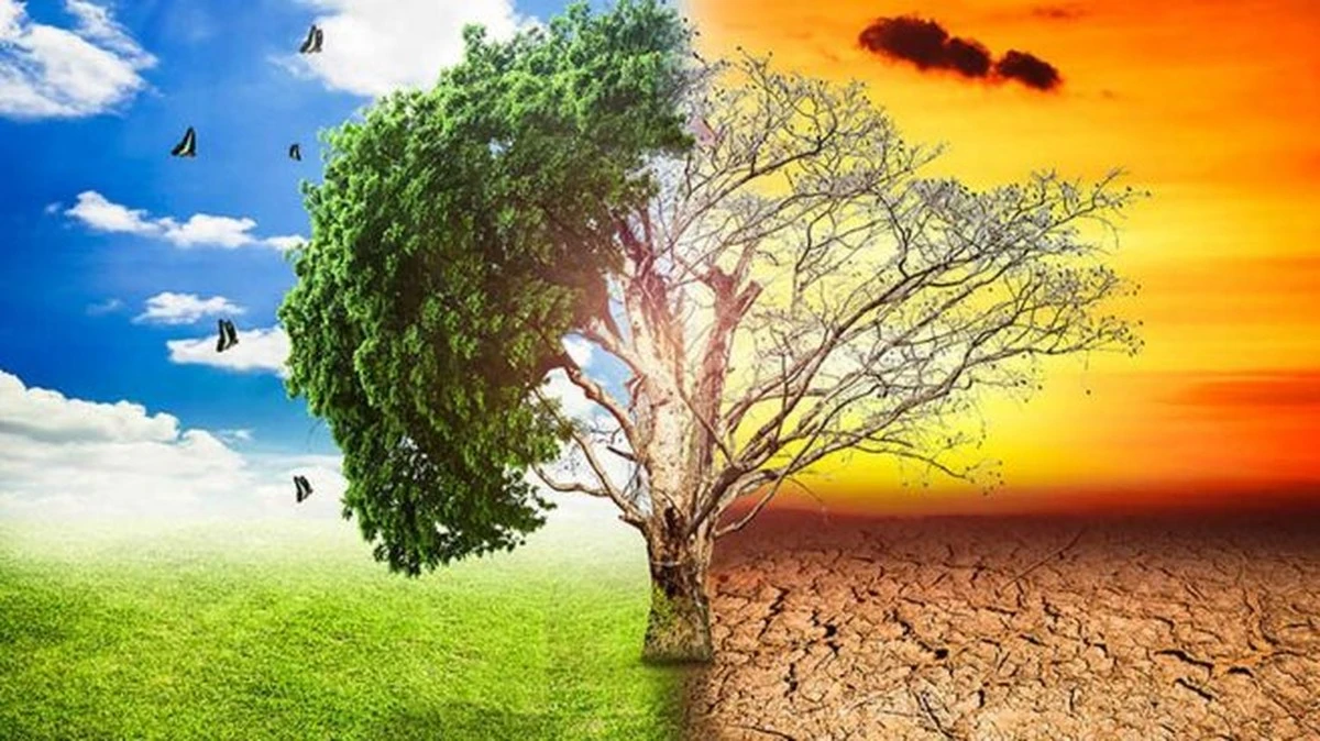 ¿Plantar árboles empeora el cambio climático? - image 1