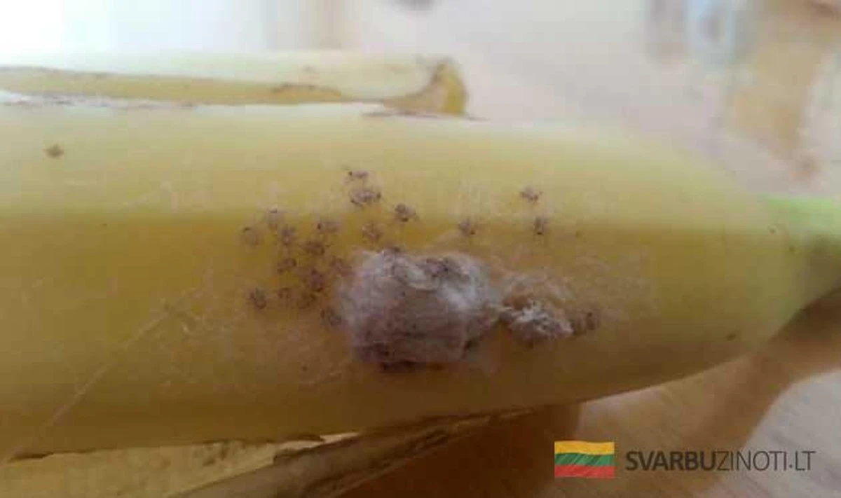 El peligro oculto en tus bananas: cómo identificar y evitar al asesino de 8 patas