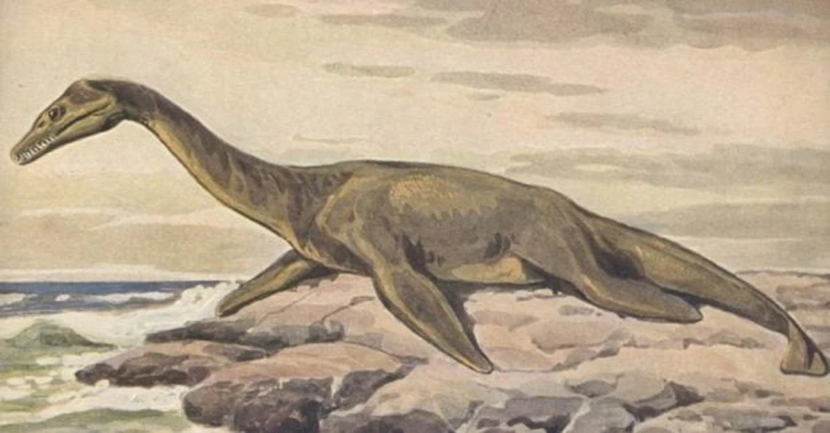 Descubren fósiles de plesiosaurio en Argelia: una ventana única al pasado marino