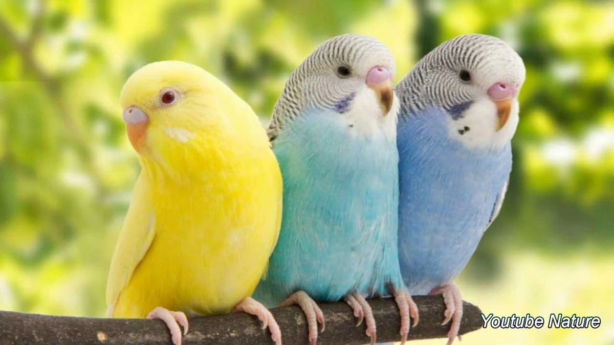 El canto de las currucas: un espejo sorprendentemente humano - image 1