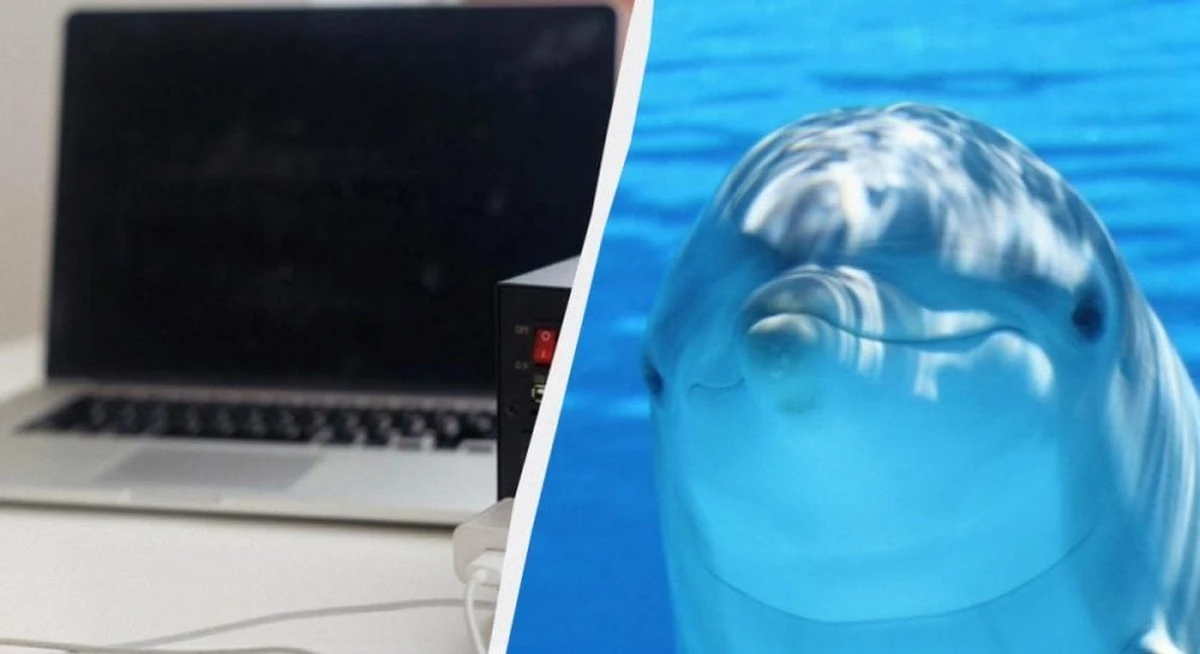Basura electrónica en el cerebro de los delfines: el inesperado peligro de tus dispositivos