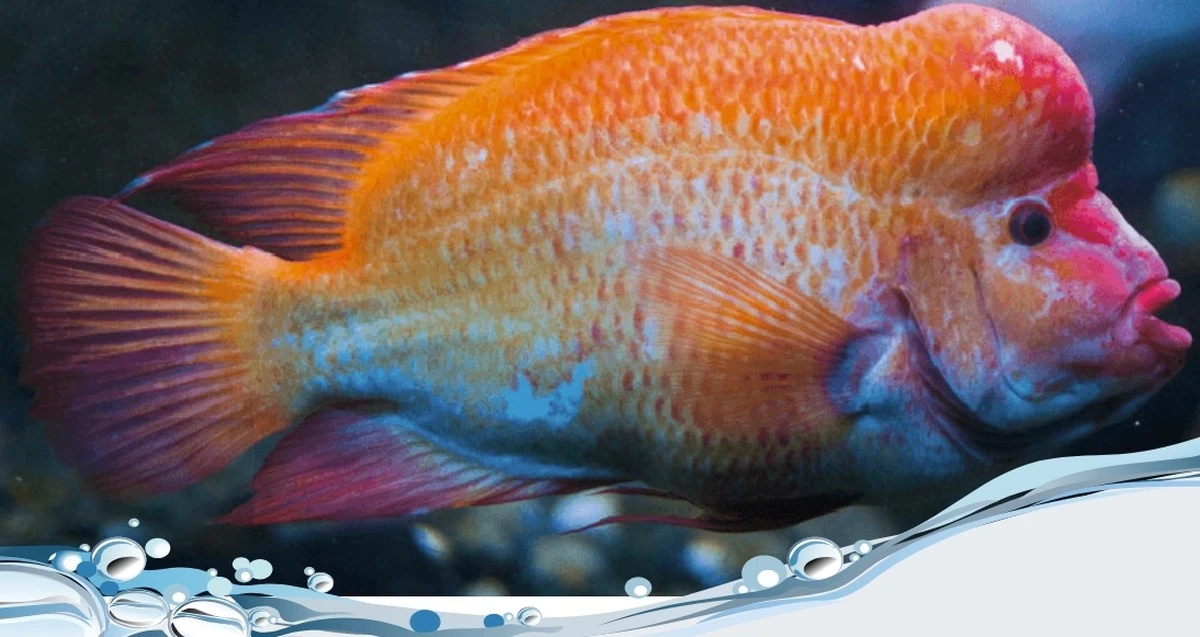 Por qué los científicos observan peces cíclidos unidos desde el vientre. - image 1