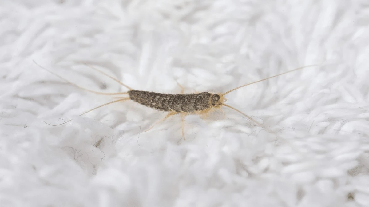 ¿Hogar infestado? Así distingues los pececillos de papel, los parásitos que devoran tus libros