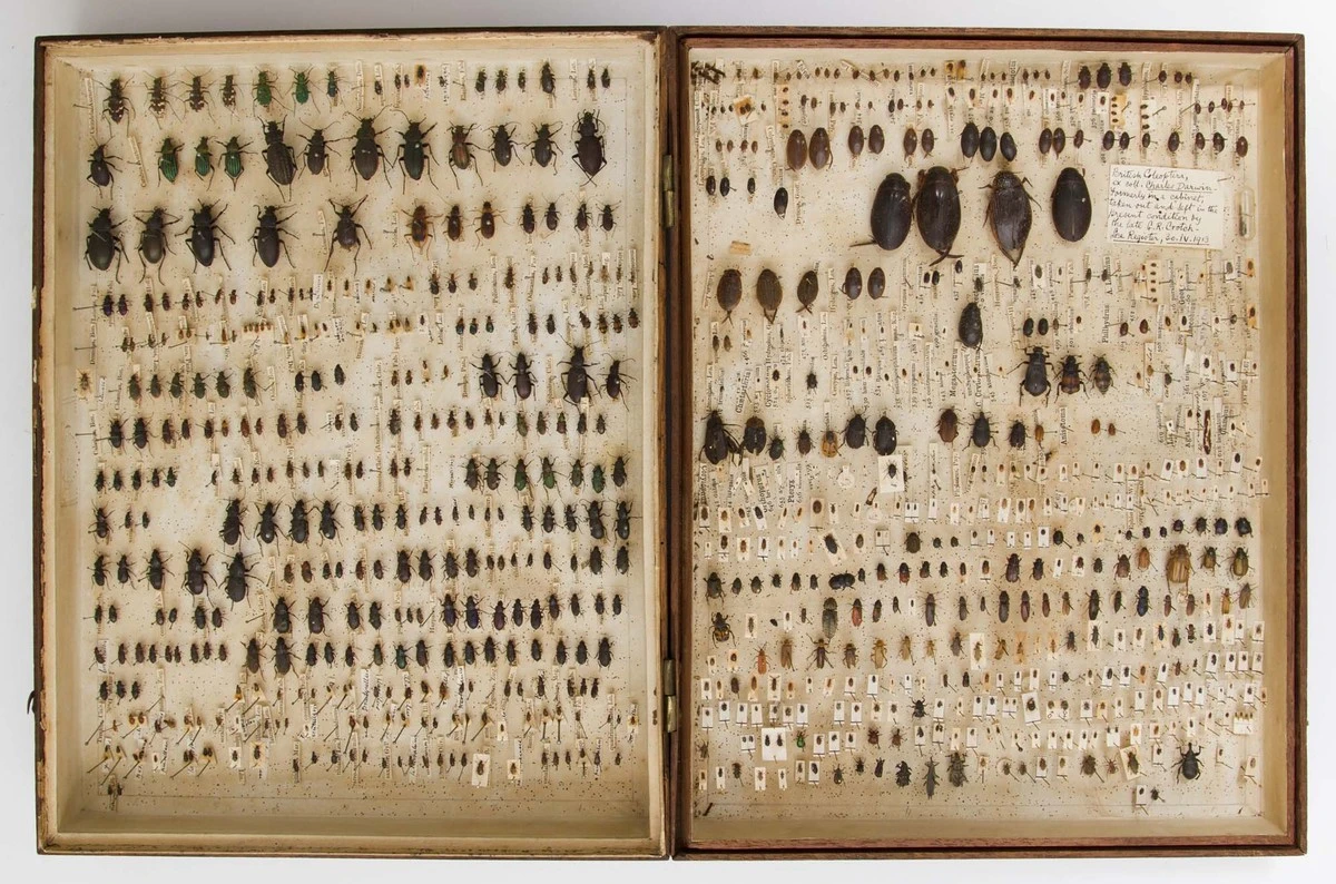 El secreto de Darwin: cómo científicos descifraron la mezcla que preservó sus hallazgos por 200 años - image 1