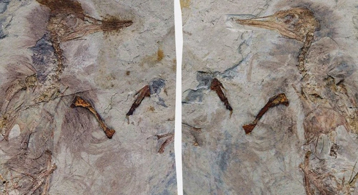 Descubren dinosaurio con cientos de piedras en la garganta: ¿un presagio de la muerte?