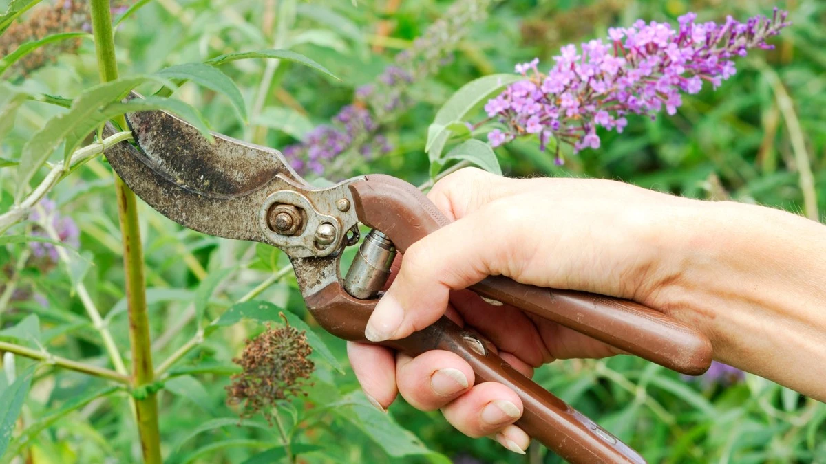 Corta tu arbusto de las mariposas así y te dará flores espectaculares (y atraerá mariposas de verdad) - image 1