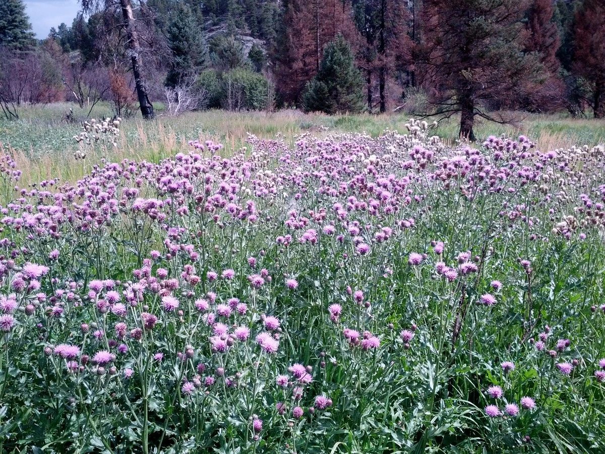 3plantascasiimp-extra-1.webp 3 plantas casi imposibles de eliminar que están arruinando tu jardín (¡y el del vecino!) - image 1