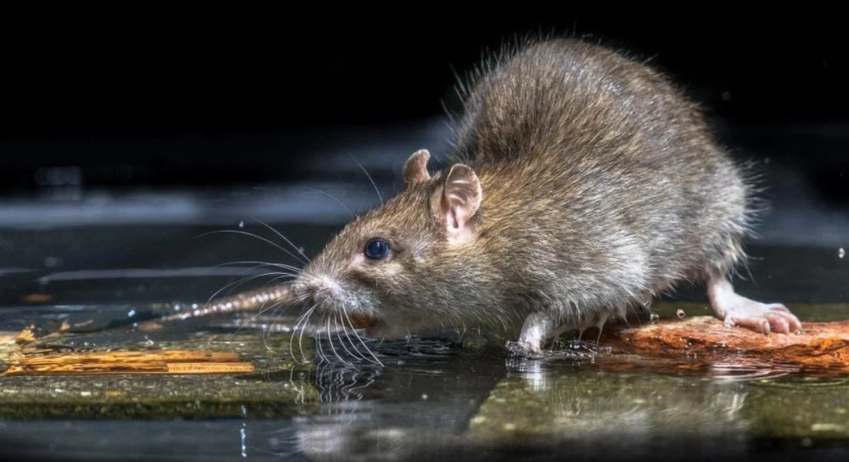 ¿Qué sueñan las ratas? La revelación científica que cambiará tu visión de los animales