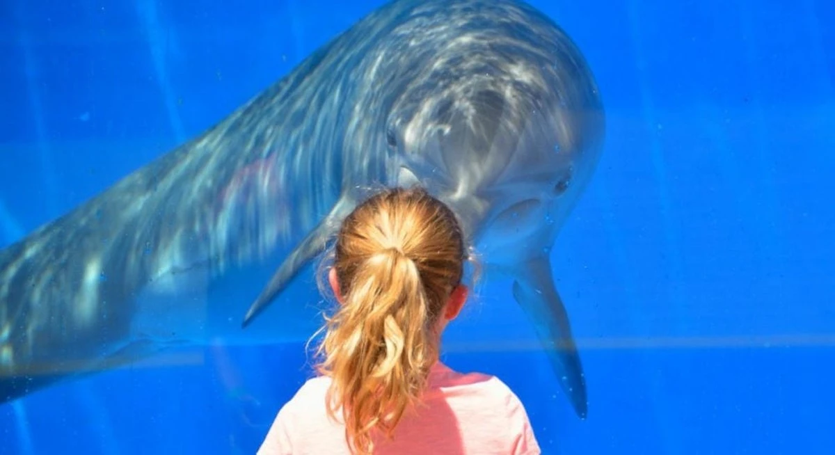¿Los delfines usan nombres? La ciencia revela sorprendentes 'firmas vocales'